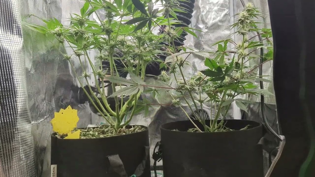 09/11/2024 Papa Smurf (F) by Atlas Seeds/Blueberry Breath #6 x Very Cherry (R) by Okcalyxx Genetics