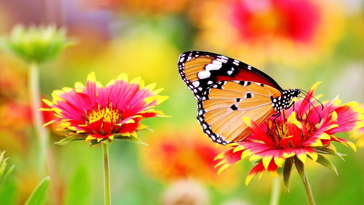 Mariposas & Armonía para la Mente
