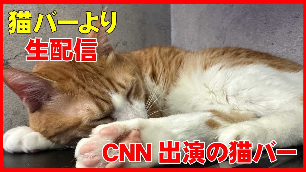 【定点カメラ】猫バーからの予測不能な猫配信＠新宿歌舞伎町　【寝落ち、睡眠導入に最適】権蔵と愉快な仲間たちの猫配信　【50いいね！】毎におやつタイム‼️｜職業かわいい〜GONZOちゃんねる 〜