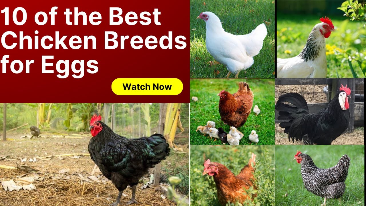 10 profitable breeds of hen | 10 of the best breeds of Chicken For Eggs | engineer Usama