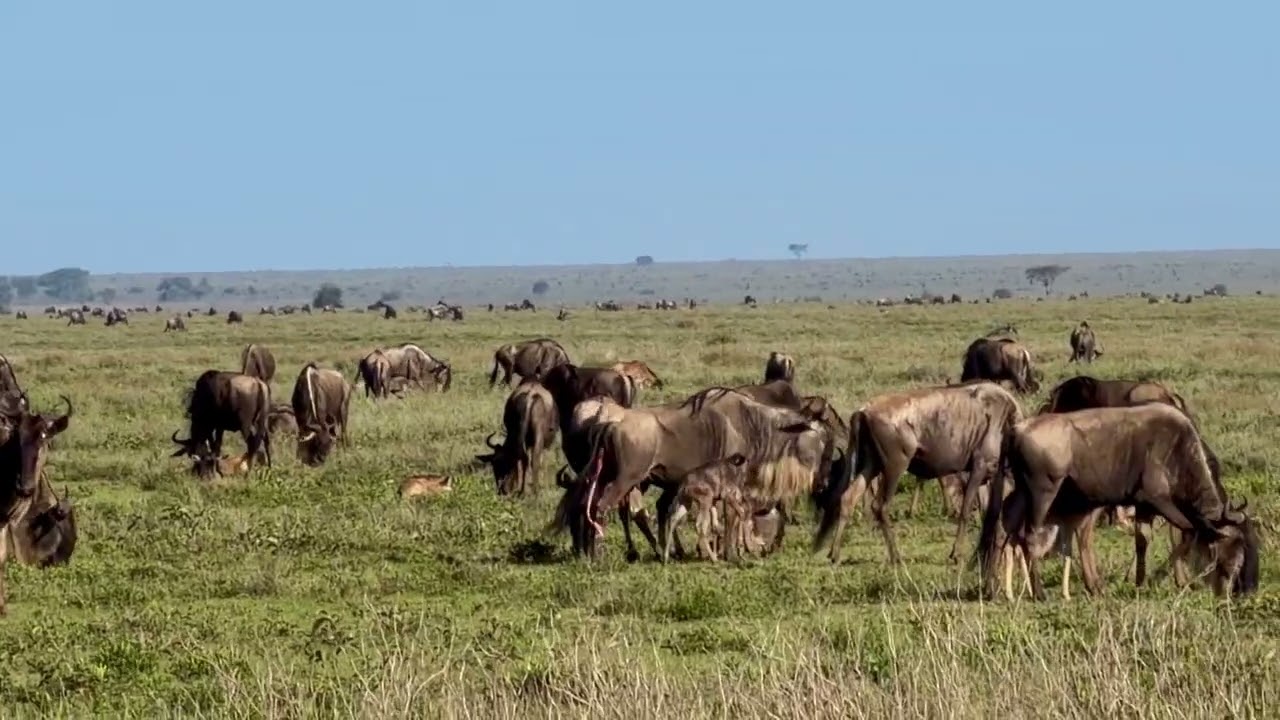 Baby Wildebeest 6