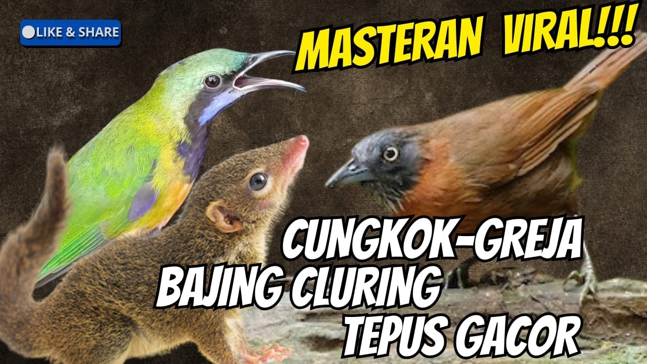 TEMBAKAN KASAR MEWAH 2026 || BESETAN JENGGOT - CUNGKOK KUNTI GEREJA TARUNG - BAJING CLURING ||