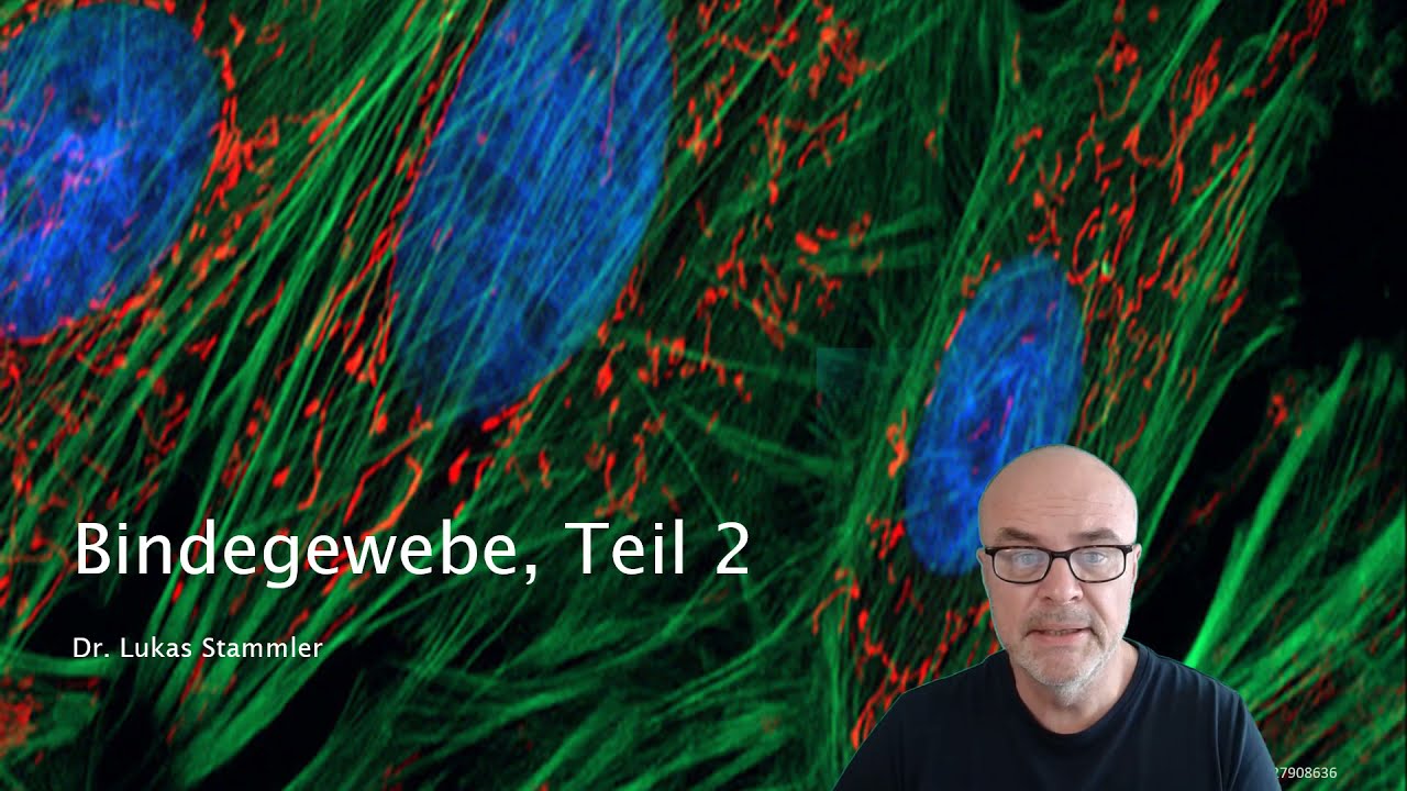 Bindegewebe 2. Teil