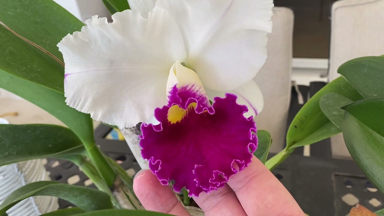 Blooming Orchids Everywhere!