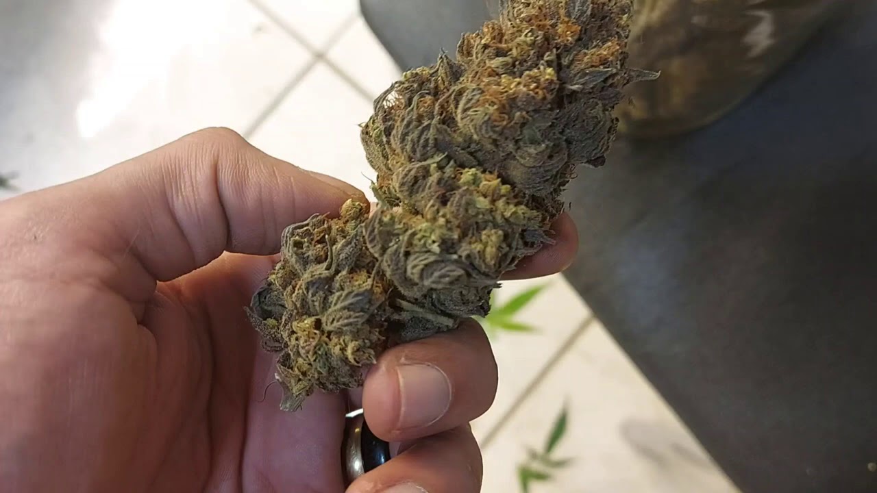BUDS DA GREEN KUSH PRODUZIDAS  COM O TS3000 MARSHYDRO