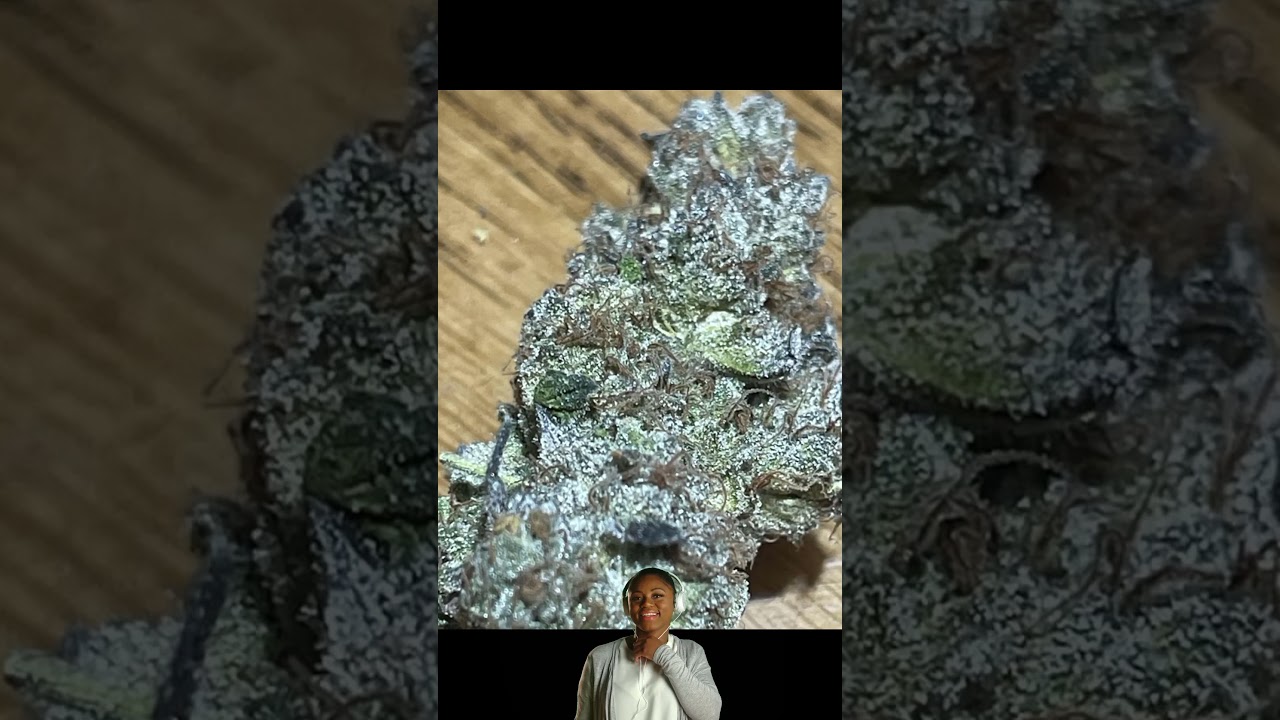 Growing Marijuana First grow harvest
