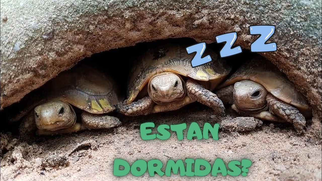 Tortugas hibernando: Como evitar que se mojen #reptiles #tortuga