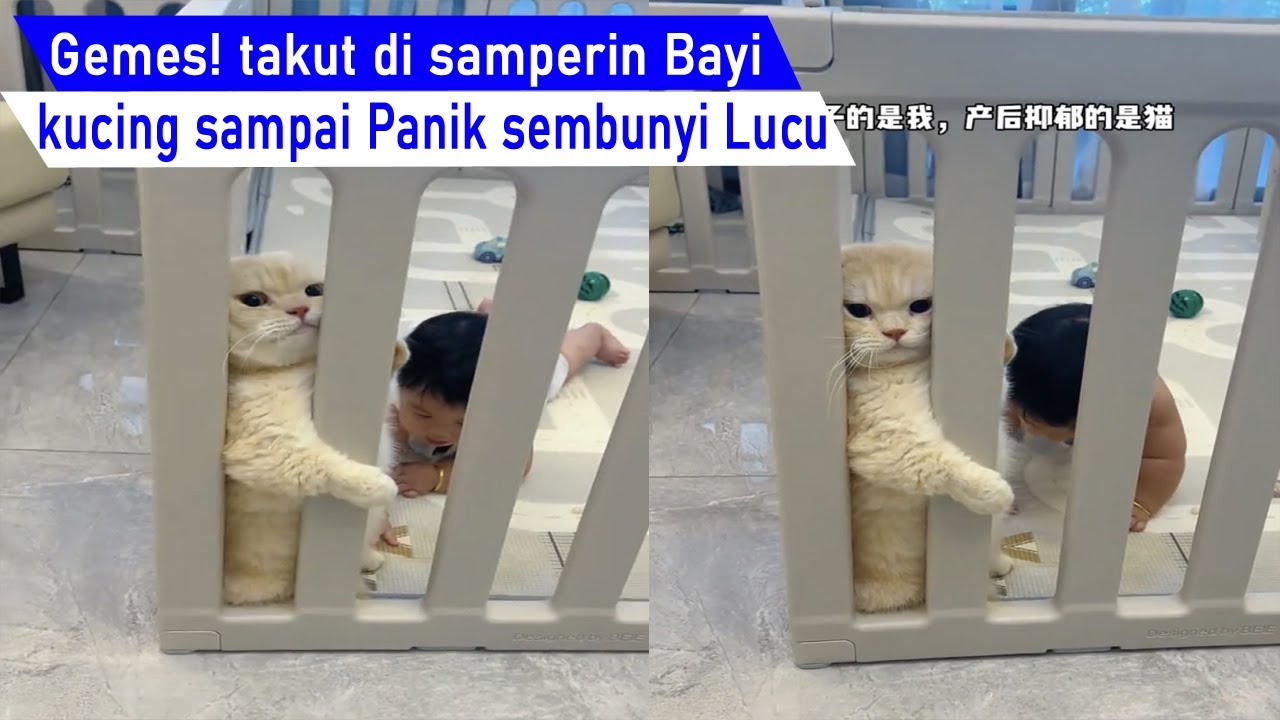 LUCU BANGET! kucing takut anak Bayi sampai sembunyi Lucu balik badan/kompilasi kucing Lucu