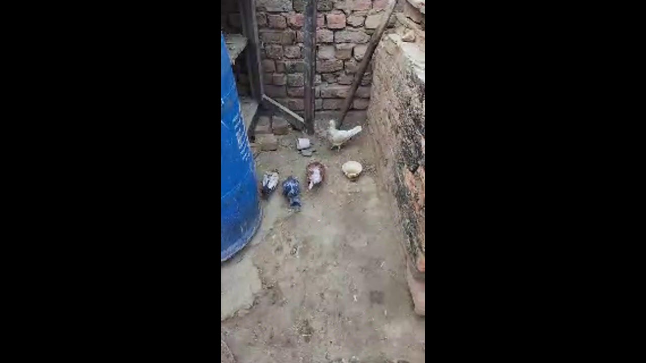 #pigeon #live#viralvideos 