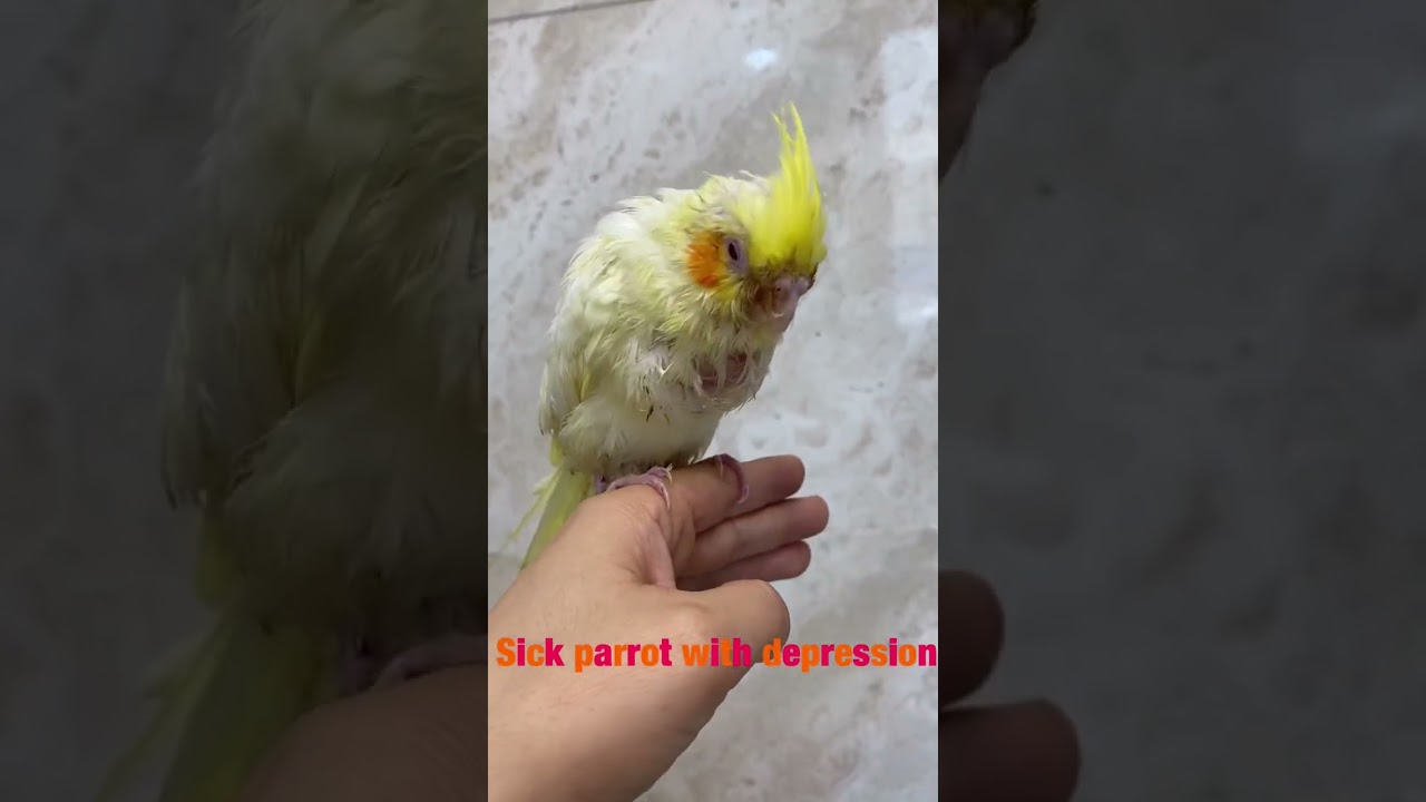 Sick cockatiel with depression