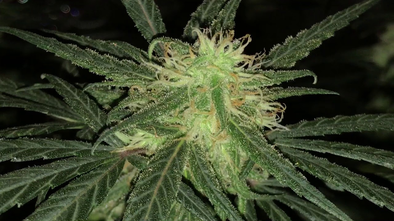 King Plus 1000w grow update #4