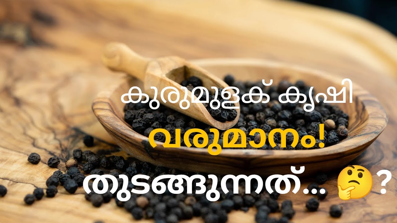 കുരുമുളക് കൃഷിയിൽ വരുമാനം എപ്പോൾ തുടങ്ങും? യാഥാർത്ഥ്യ വിവരങ്ങൾ !..#കുരുമുളക് #workfromhome