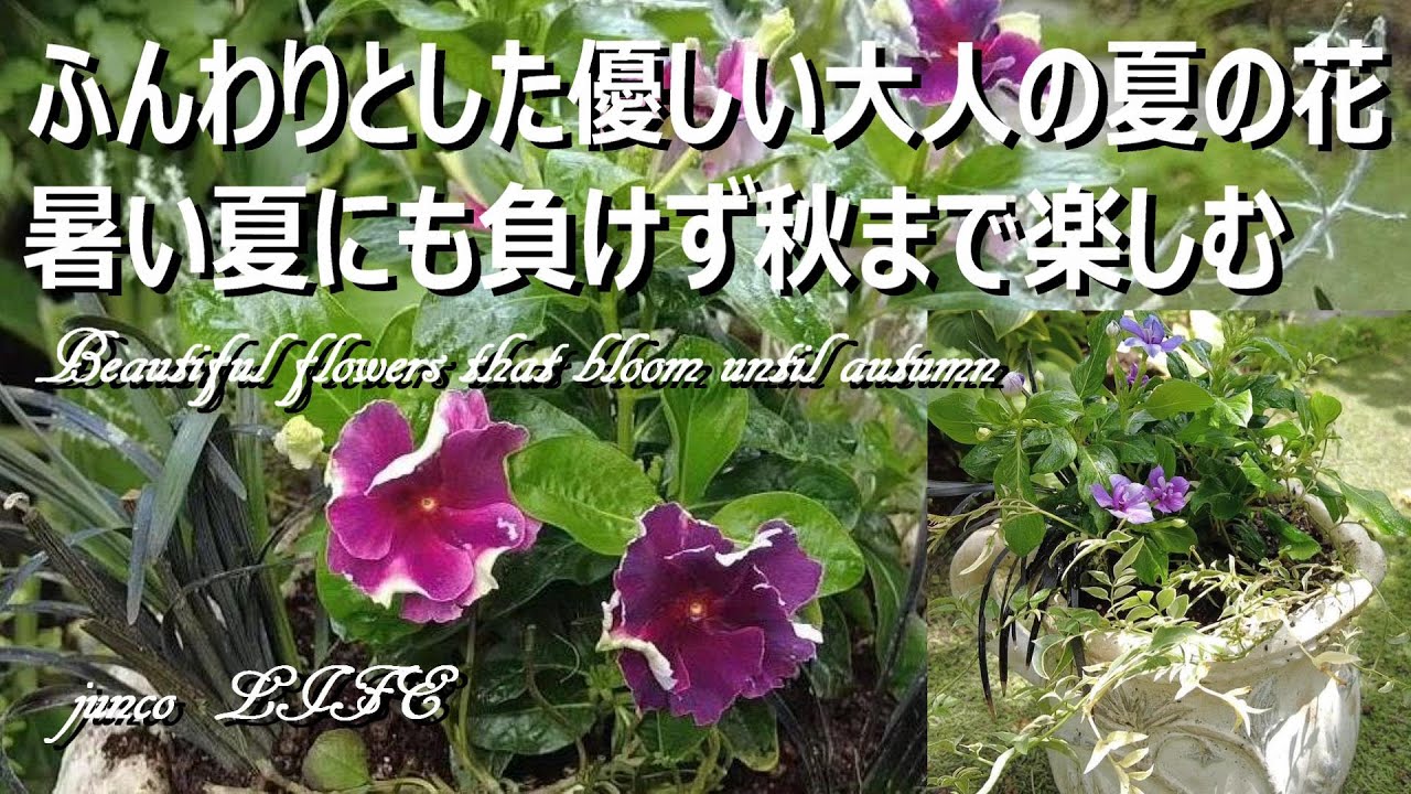 【大人可愛い小庭】北島園芸さんの魅力的なニチニチソウ　 ゆいの杜ガーデンセンターでお買い物