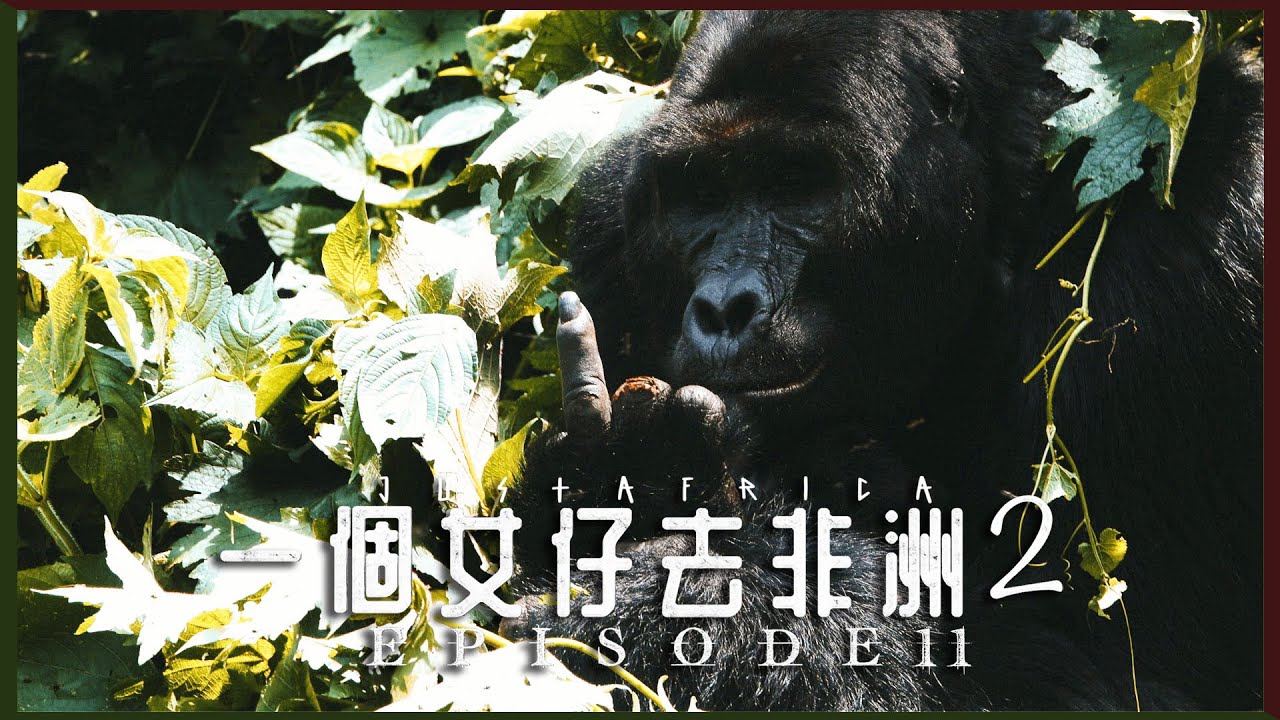 【熱帶雨林】🦍烏干達山地大猩猩就在我面前｜一個女仔去非洲2 EP11｜UGANDA VLOG｜RedisPolly