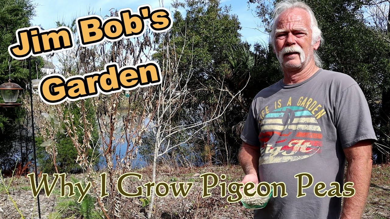 Why I Grow Pigeon Peas