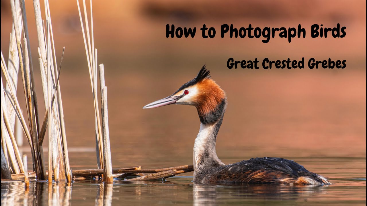 How to Photograph Great Crested Grebes