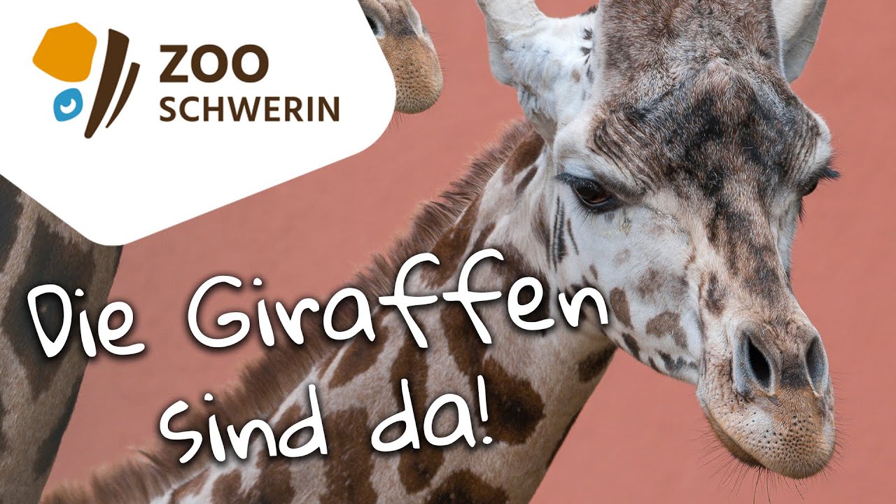 Die Giraffen sind da - Zoo Schwerin - Zooleben 26
