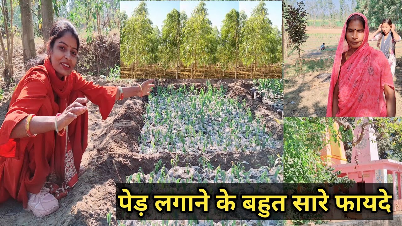 पेड़ लगाने के बहुत सारे फायदे हर किसी को पेड़ लगाना चाहिए#shivanivlog #familyvlog #shivani 