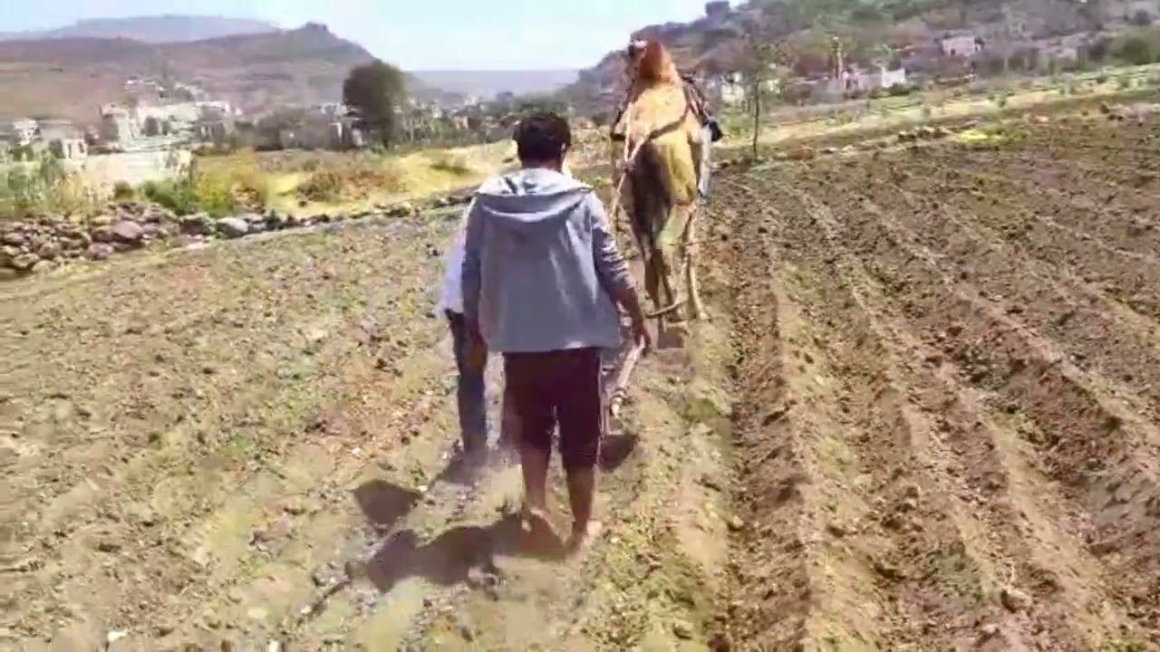 اقوى مغرد يمني - تليم الزراعه في ريف #اليمن ن