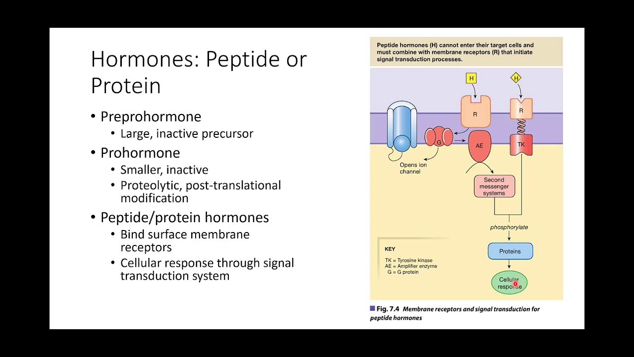 Ch. 07   Hormones and the Endocrine System