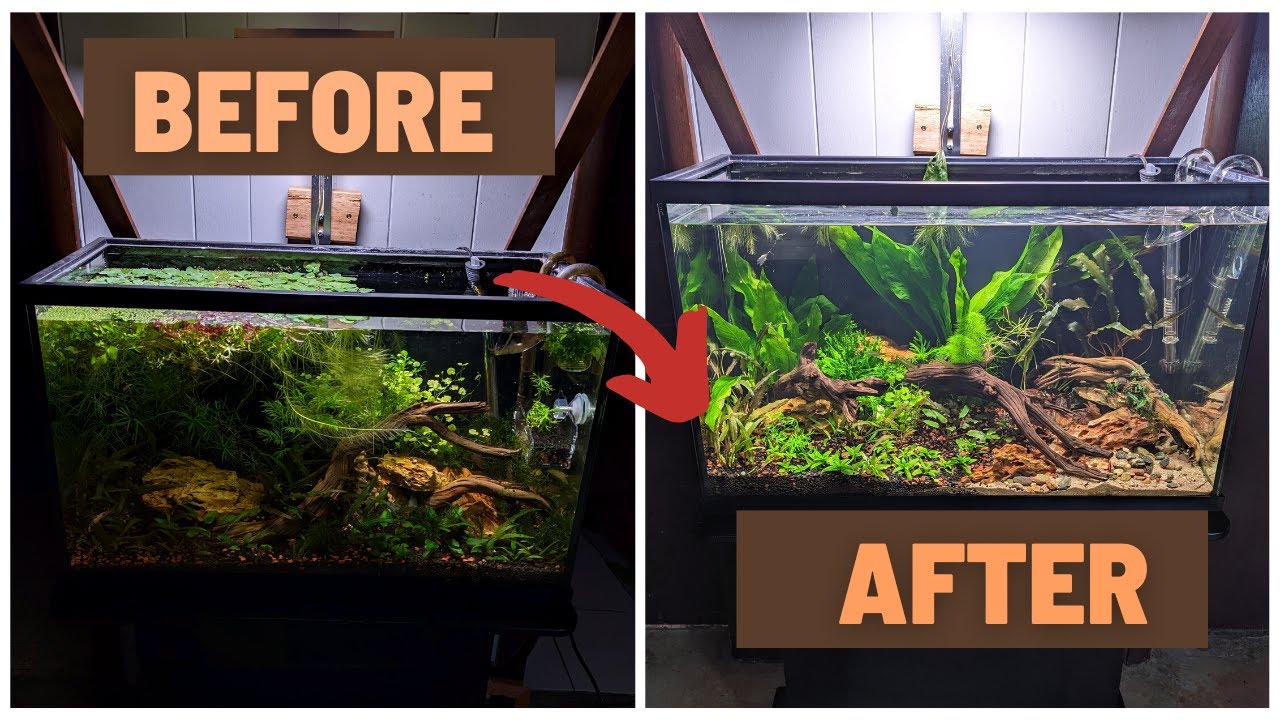 Step by step no CO2 planted aquarium tutorial - makeover edition