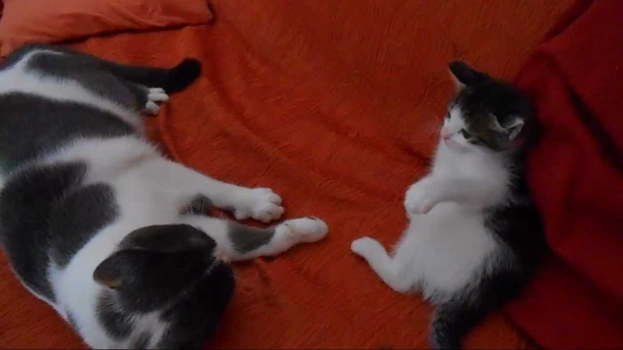 Il primo incontro di Miu e Max
