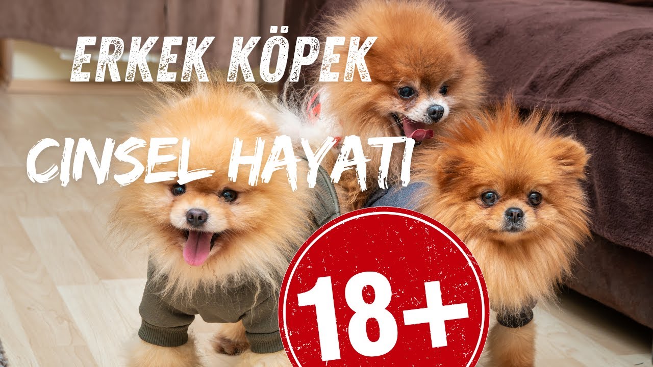 Köpeğim Neden Bacağıma Kerkiniyor? Köpeğim Çiftleşme Döneminde Mi? Köpeğimi Kısırlaştırmalı Mıyım?