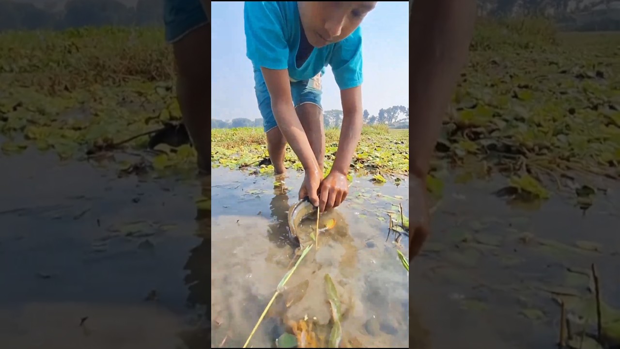 আজ বিলে হাত দিয়ে মাছ ধরলো ছোট ভাই 😱 fishing in hen(138) village video 