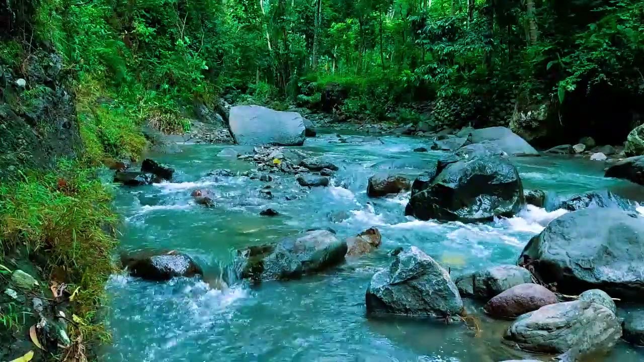 Forest Ambience, Peaceful Forest Stream, Nature Sounds for Calm and Inner Balance