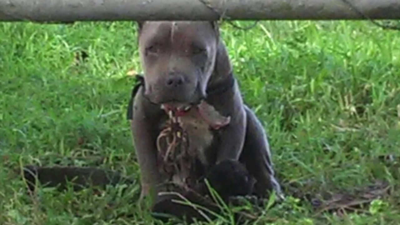 Rain and Babies Emergency Rescue- NYBC July 2017