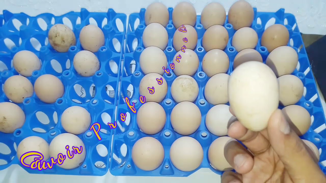 فيديو مهم قبل وضع البيض في الفقاصة