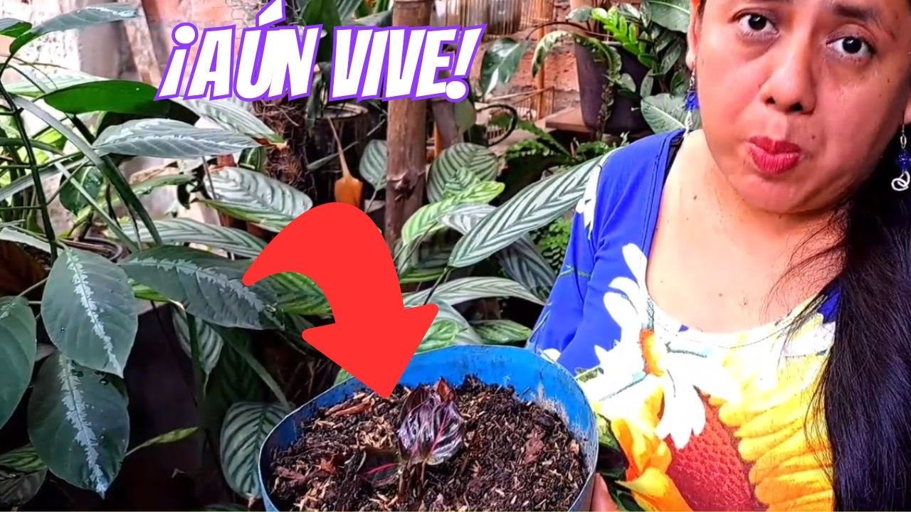 ¿Tu Calathea se quedó sin hojas? Así puedes salvarla