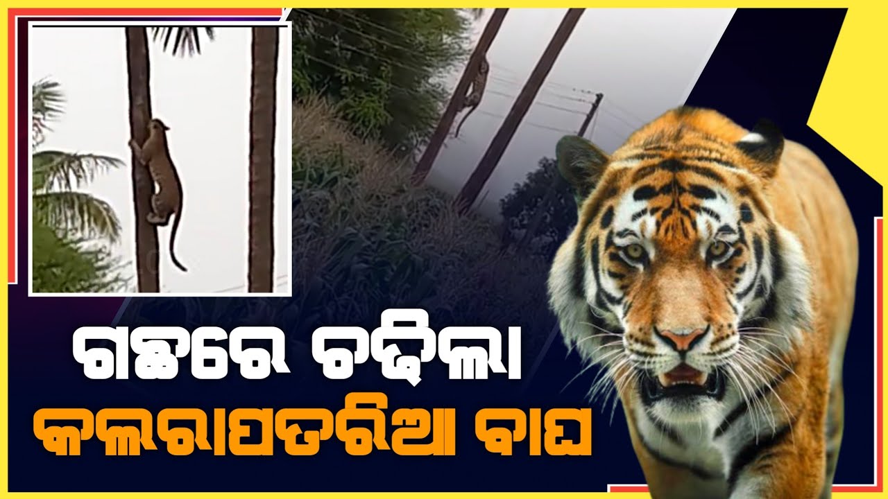 ଗଛରେ ଚଢିଲା କଲରାପତରିଆ ବାଘ ' ଭାଇରାଲ ଭିଡିଓ | Viral Video - ZEE7 ODIA