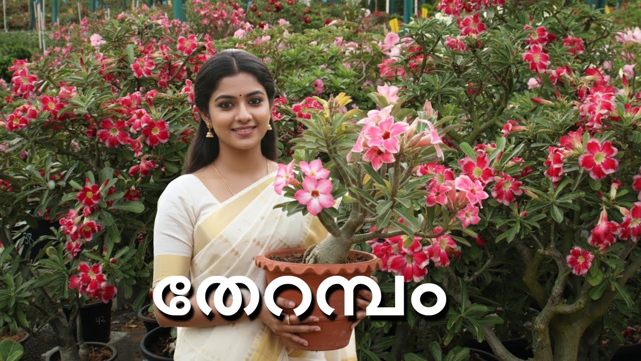 അഡീനിയം പൂക്കളുടെ വർണവിസ്മയ ലോകം മണ്ണുത്തി അടുത്തുള്ള ആയിരകണക്കിന് പൂക്കളുടെ ഉത്സവകാഴ്ച I 2025 OCT