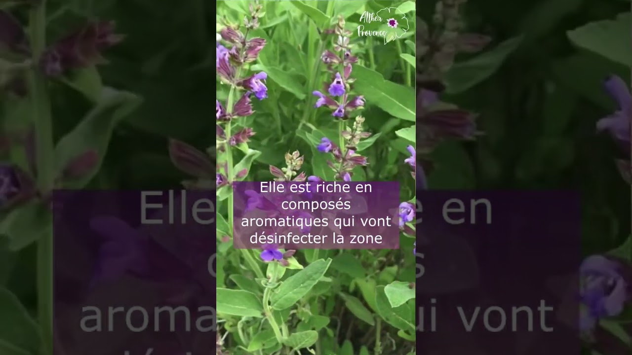 🌿La sauge pour le mal de gorge