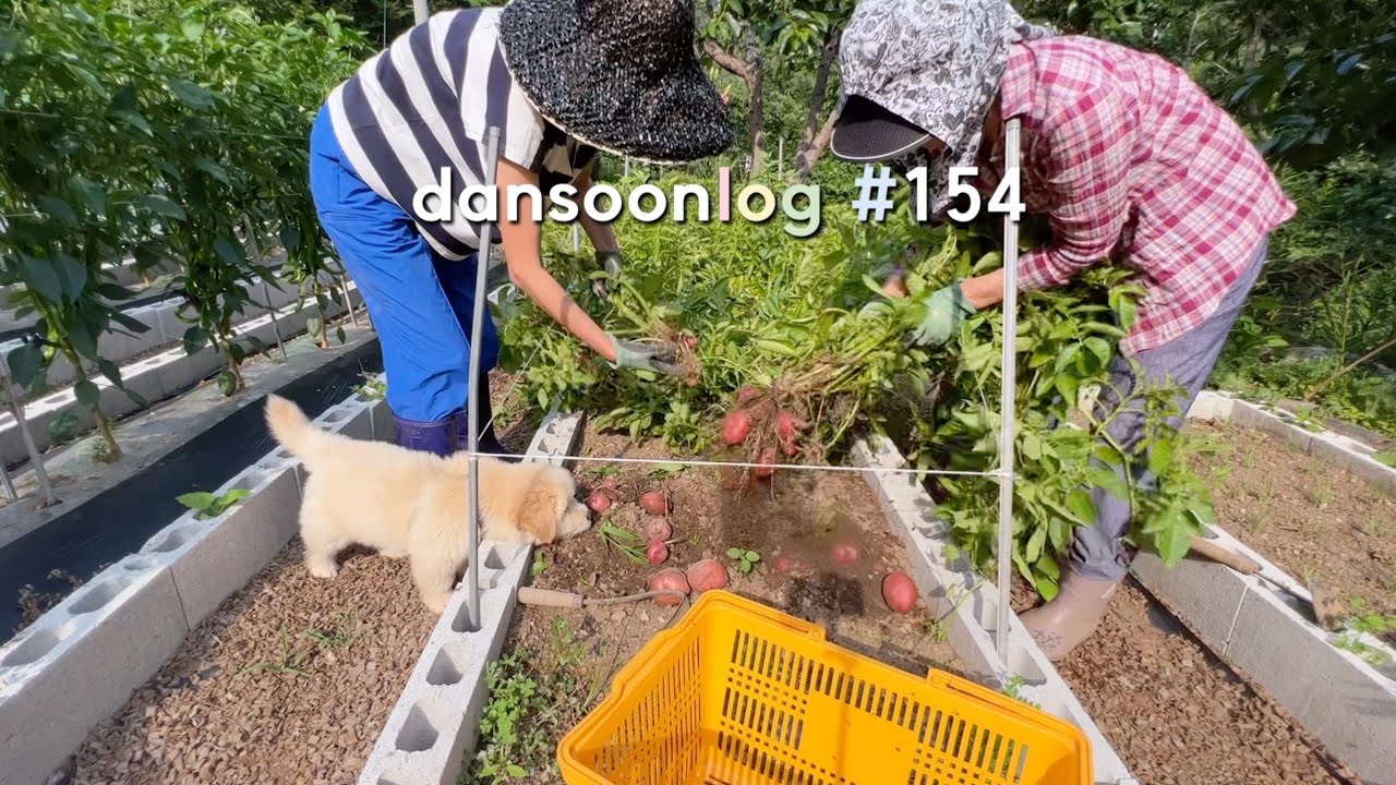 SUB 단순로그154 야~너도 할 수 있어! 시골생활 4년차 언니의 귀촌 vlog