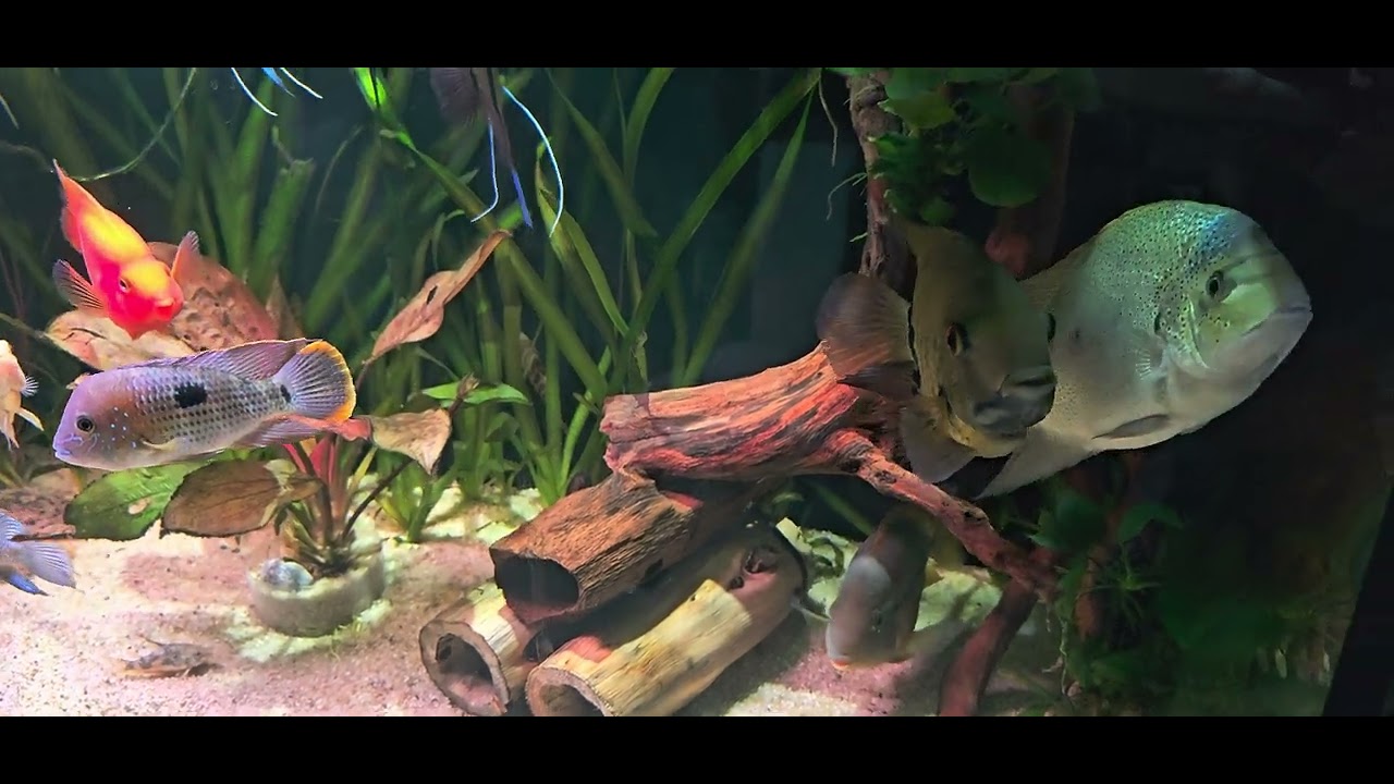 Aktualizacja akwarium z pielegnicami i roślinnością aquaponiczną 