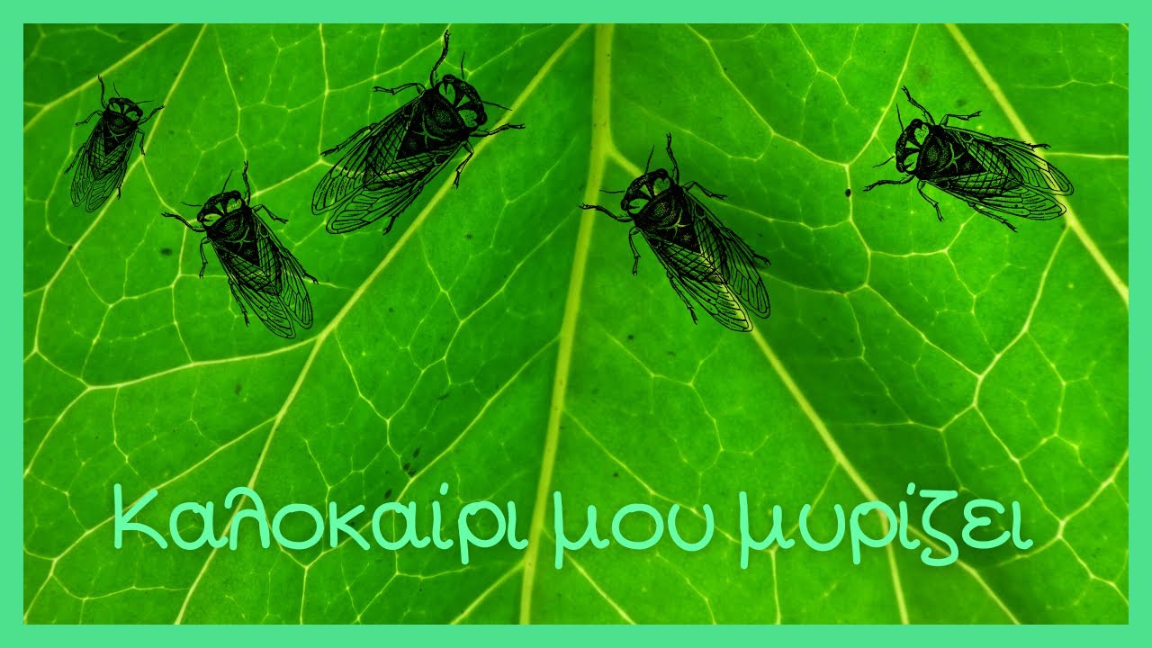 Καλοκαίρι μου μυρίζει (σε Εικονόλεξο) - Παιδόκοσμος