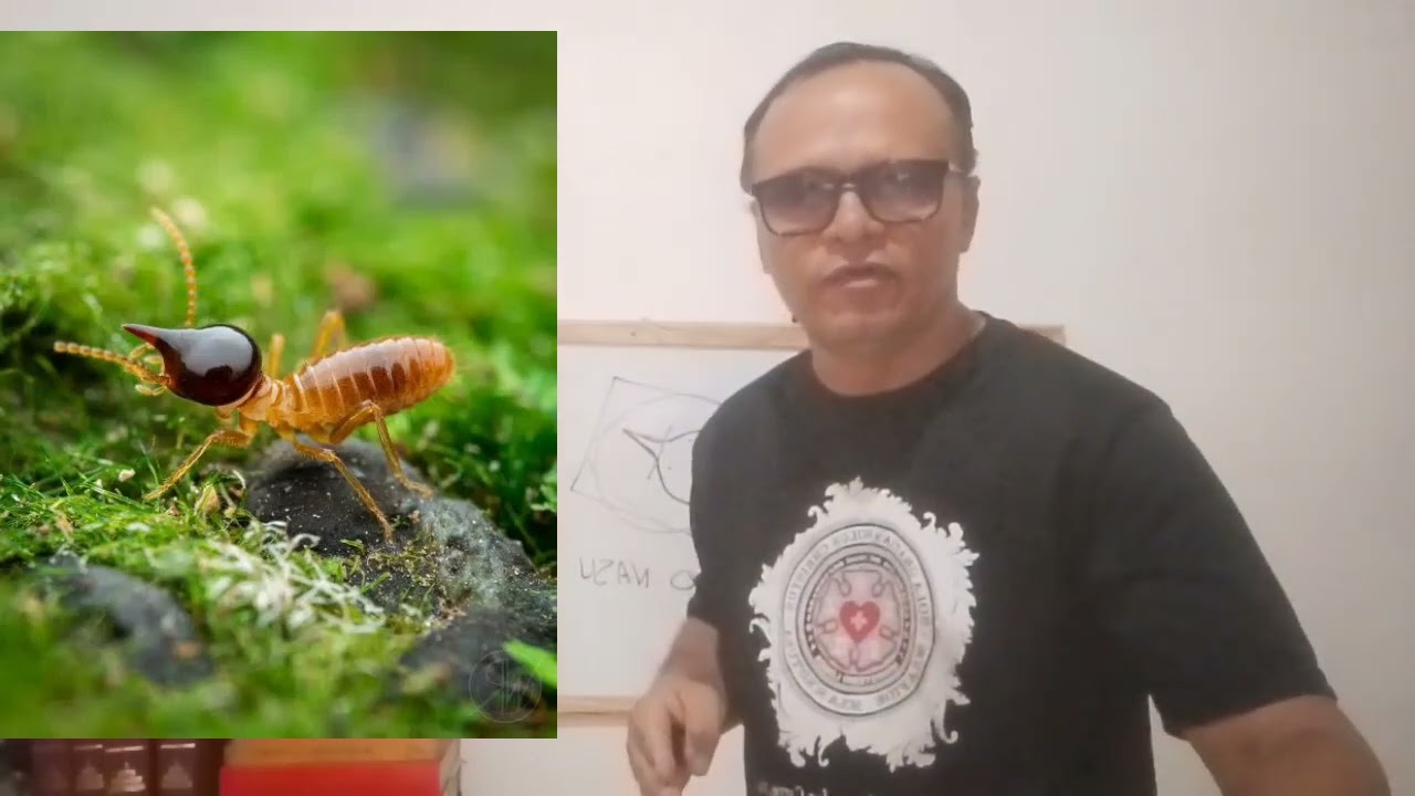 Cupim subterrâneo 
