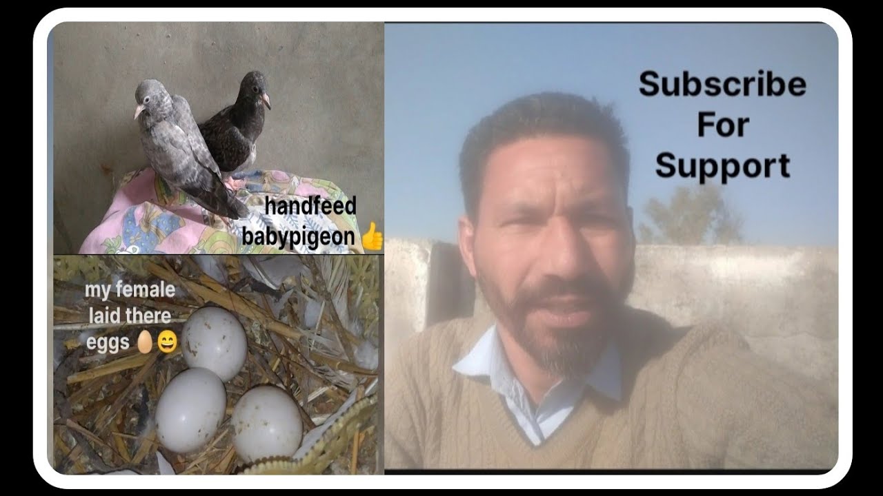 ਕੱਬੂਤਰੀ ਨੇ ਤਿੰਨ ਅੰਡੇ ਦਿੱਤੇ।। Our female laided there Eggs 🥚 #three #egg #female #pigeon