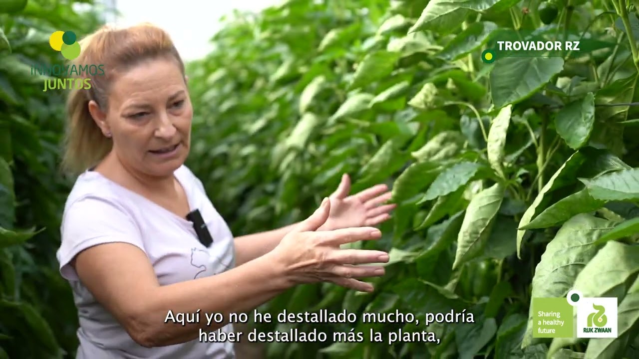 Pimiento california Trovador RZ - Gador Pe&ntilde;a