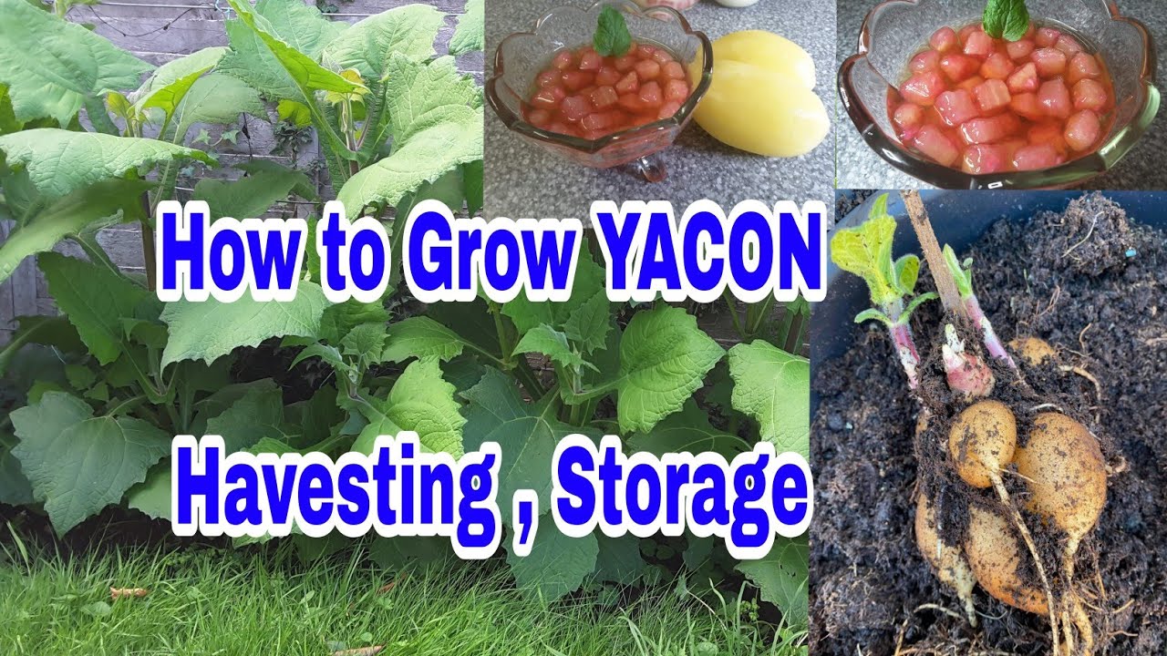 How to Grow Yacon in England , ปลูกบัวหิมะในอังกฤษ