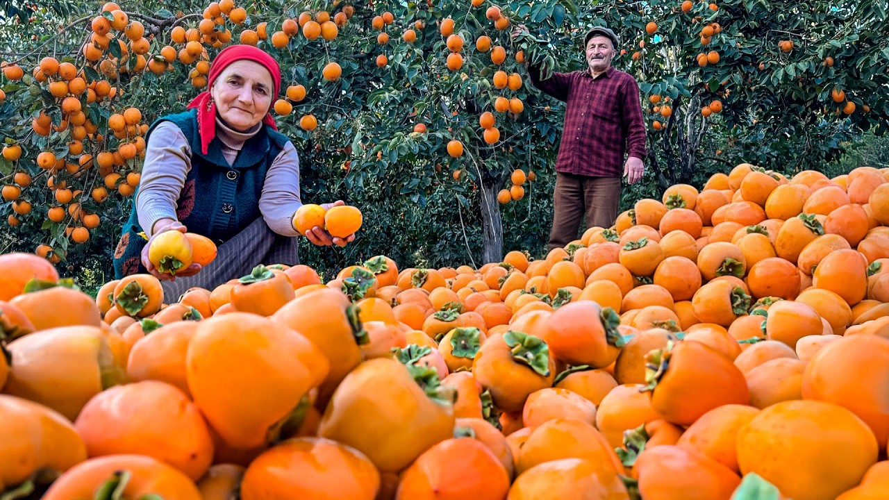 🍂End-of-Season Persimmon Harvest In The Village🍊