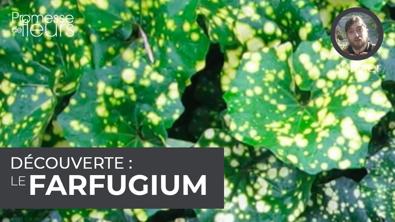 Découverte : Le farfugium