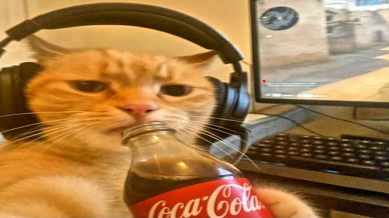 cats just being cats | funny compilation