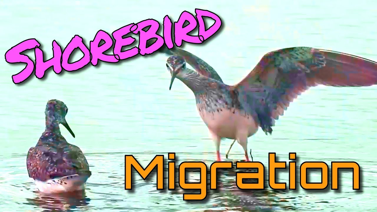 The Majestic Journey of the Shorebird