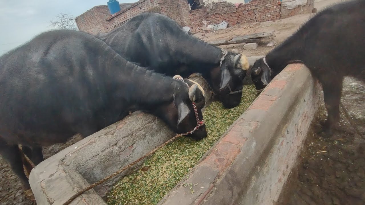 Wall come My YouTube channel Mara Sona pind 
