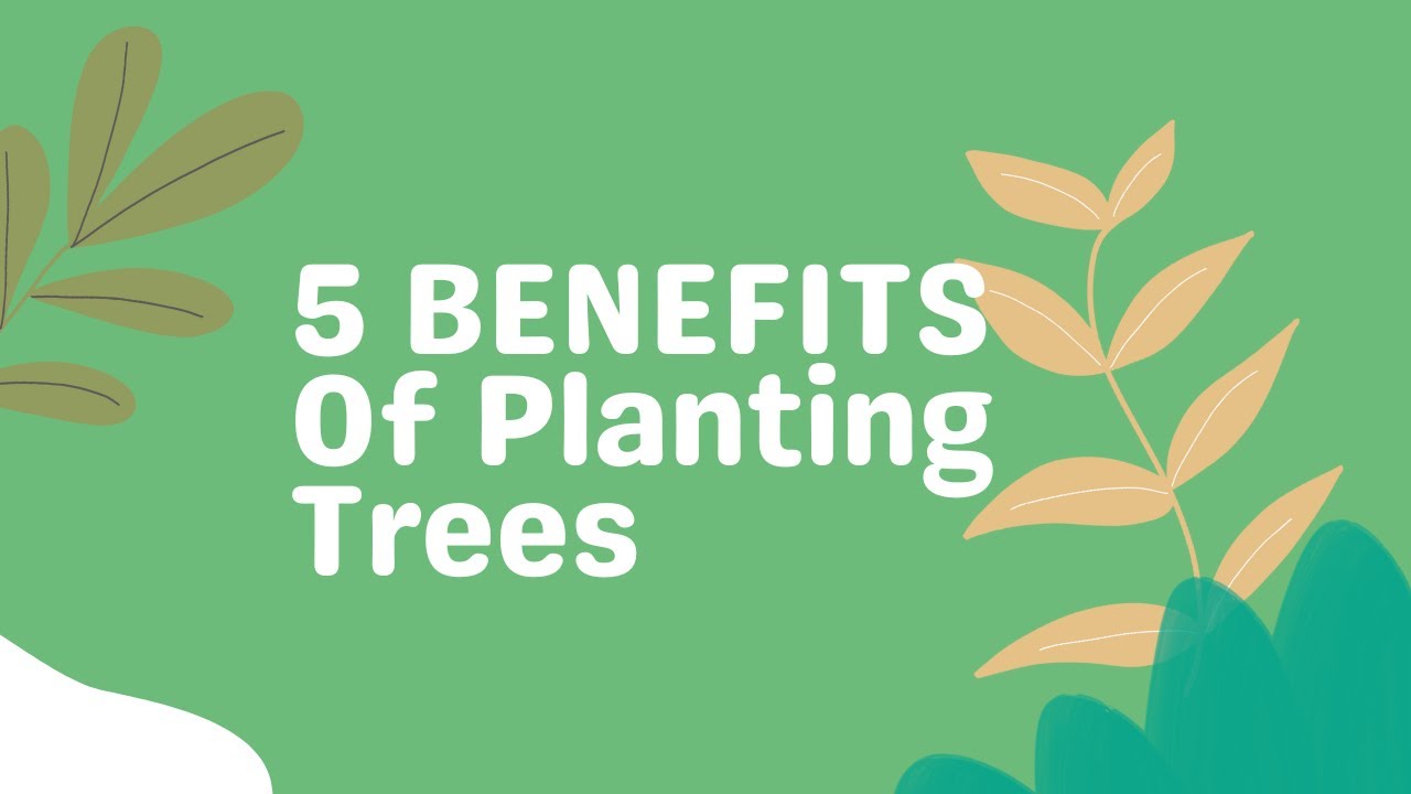 5 BENEFITS Of Planting Trees