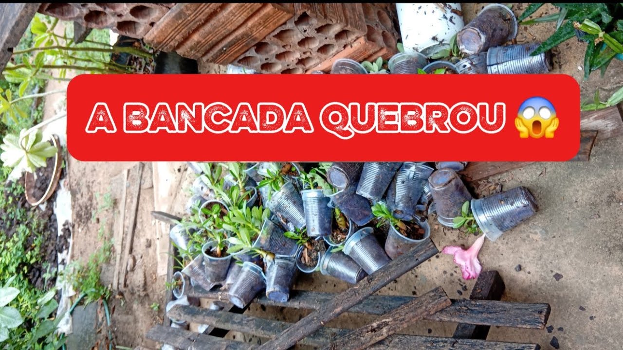 DESASTRE COM AS BEBÊS DE ROSAS DO DESERTO#plantas #flores 