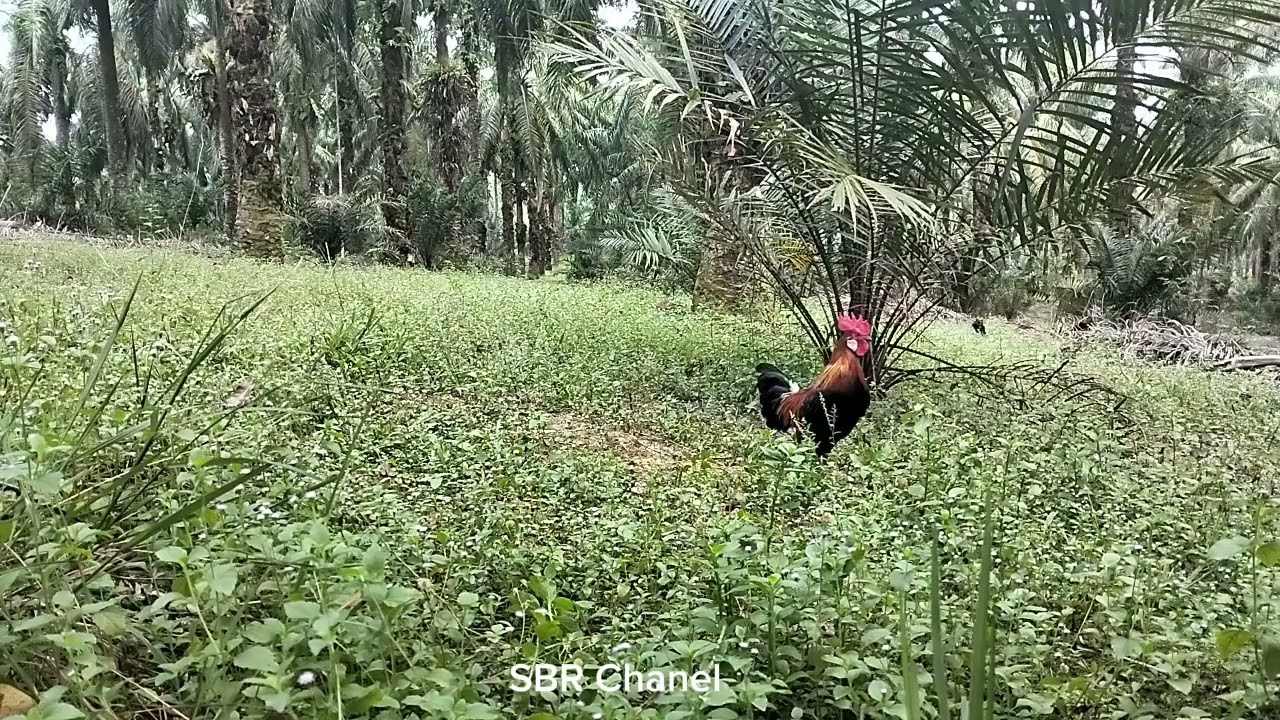 Ayam hutan campur sama ayam kampung 